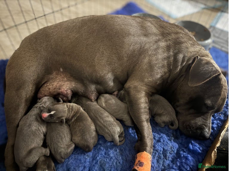 Staffordshire Bull Terrier dogs Worming Kc Reg %100Pure Staffy Puppies - Advert 2