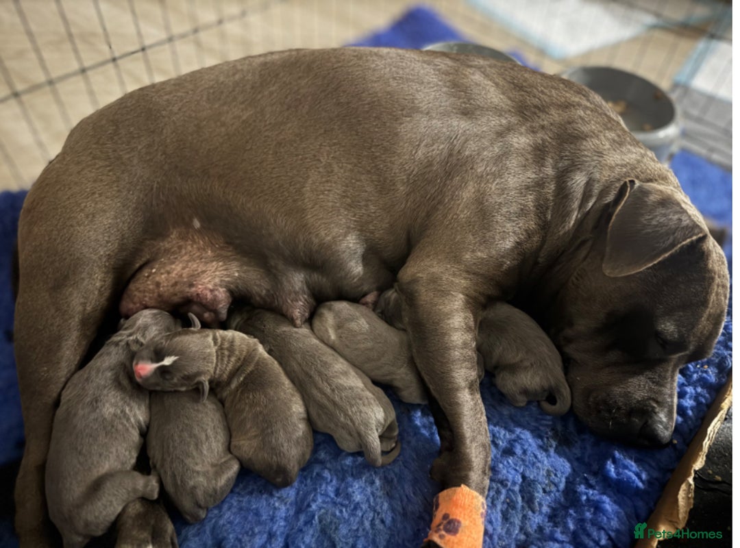 Staffordshire Bull Terrier dogs for sale: Worming Kc Reg %100Pure Staffy Puppies - Advert 1