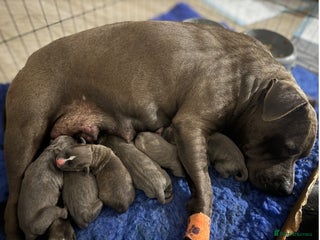 Staffordshire Bull Terrier dogs Worming Kc Reg %100Pure Staffy Puppies - Advert 2