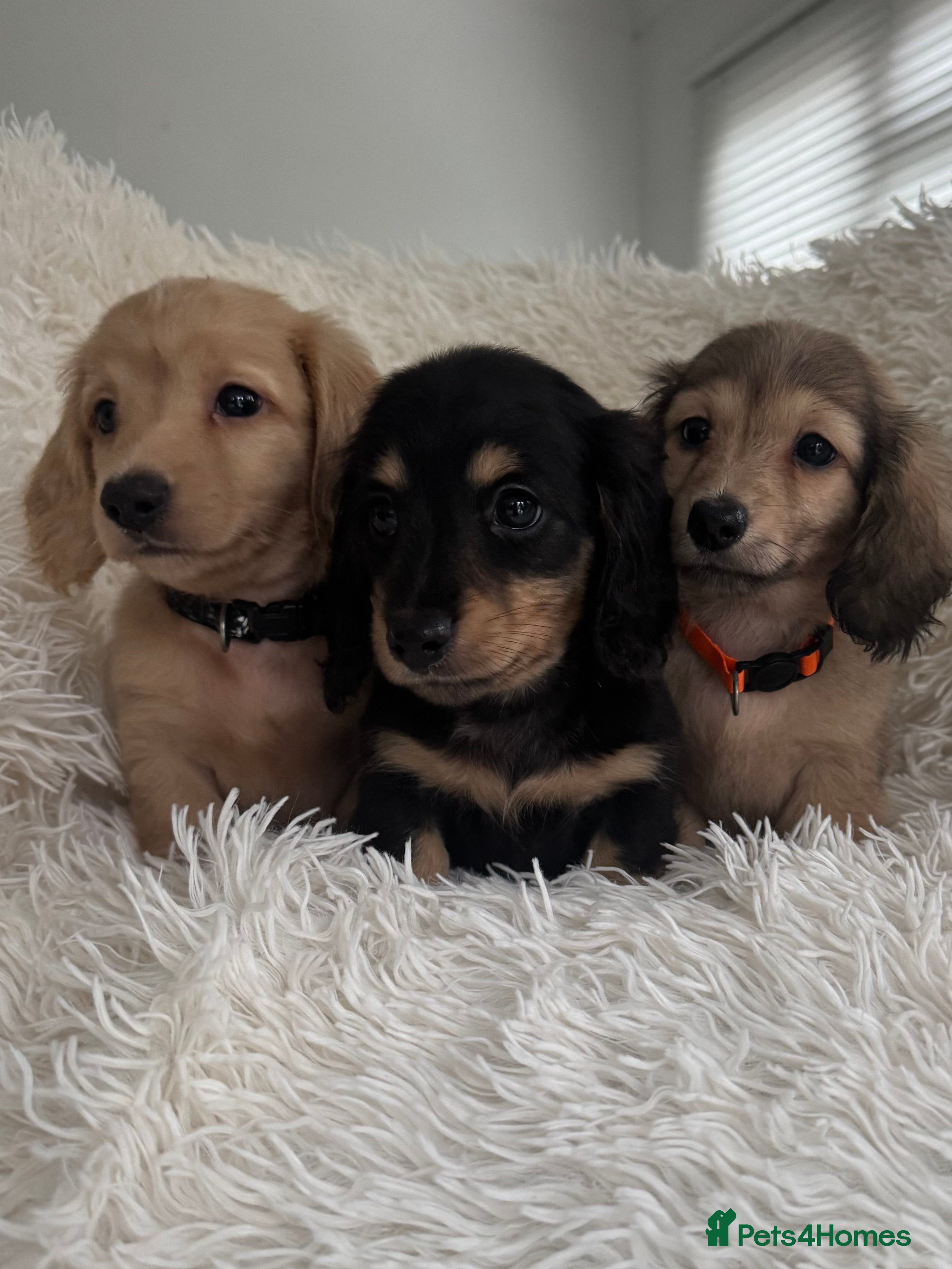 Miniature Dachshund dogs Miniature Dachshunds longhaired puppies - Advert 10