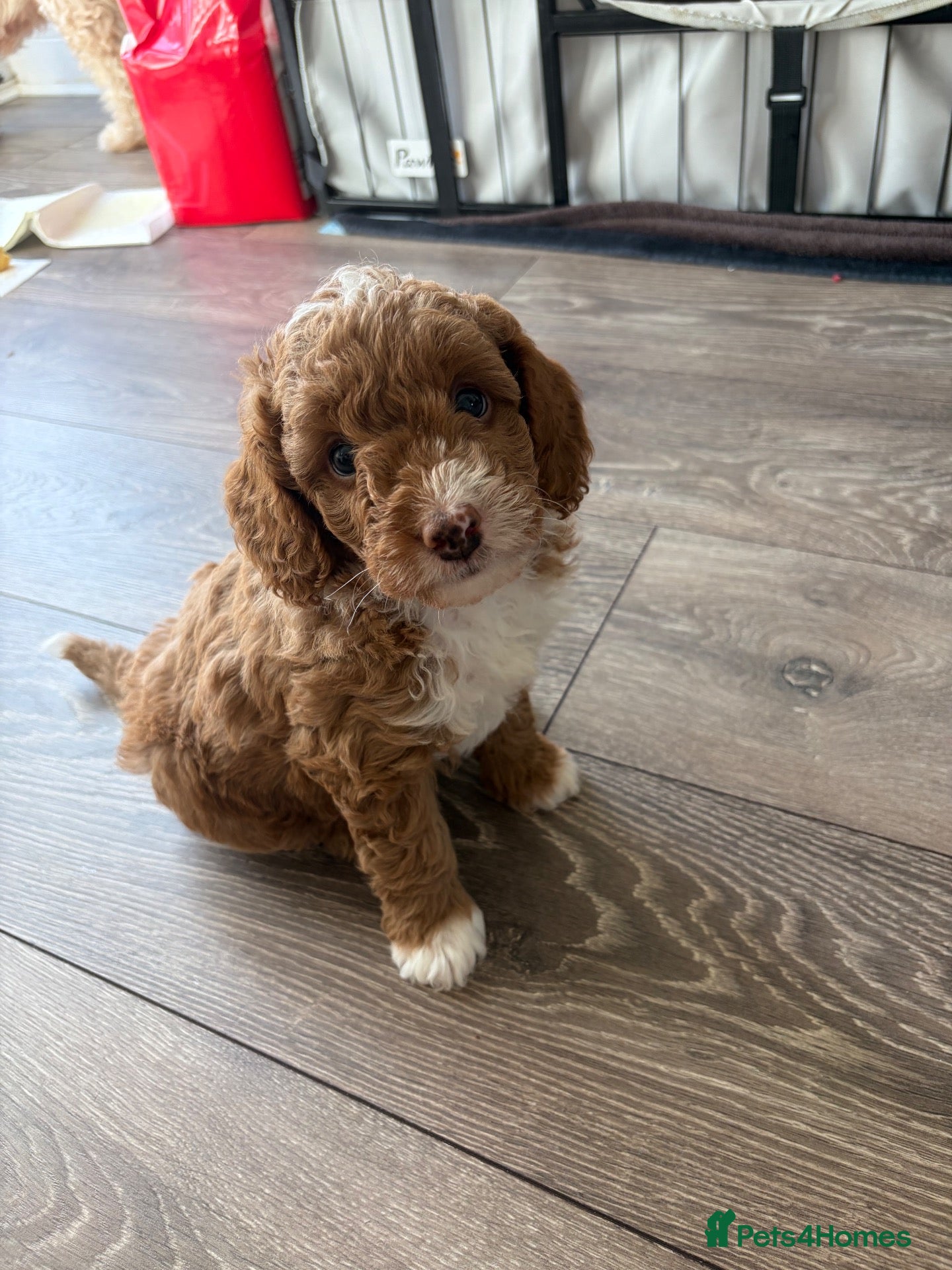 Cockapoo dogs STUNNING F1B COCKAPOO – LAST BOY AVAILABLE! 💙🐾 - Advert 1