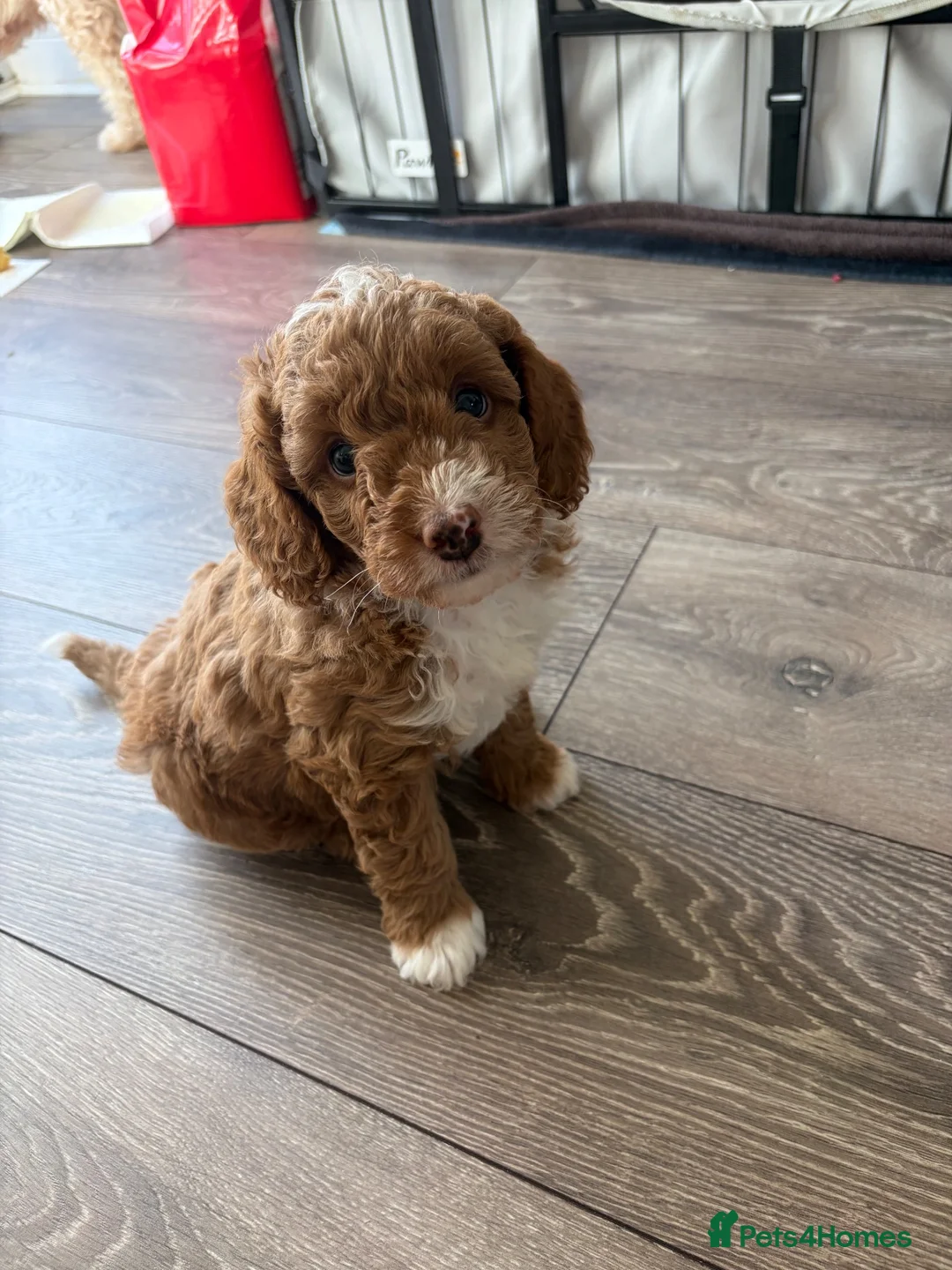 Cockapoo dogs for sale: STUNNING F1B COCKAPOO – LAST BOY AVAILABLE! 💙🐾 in Coventry - Advert 1