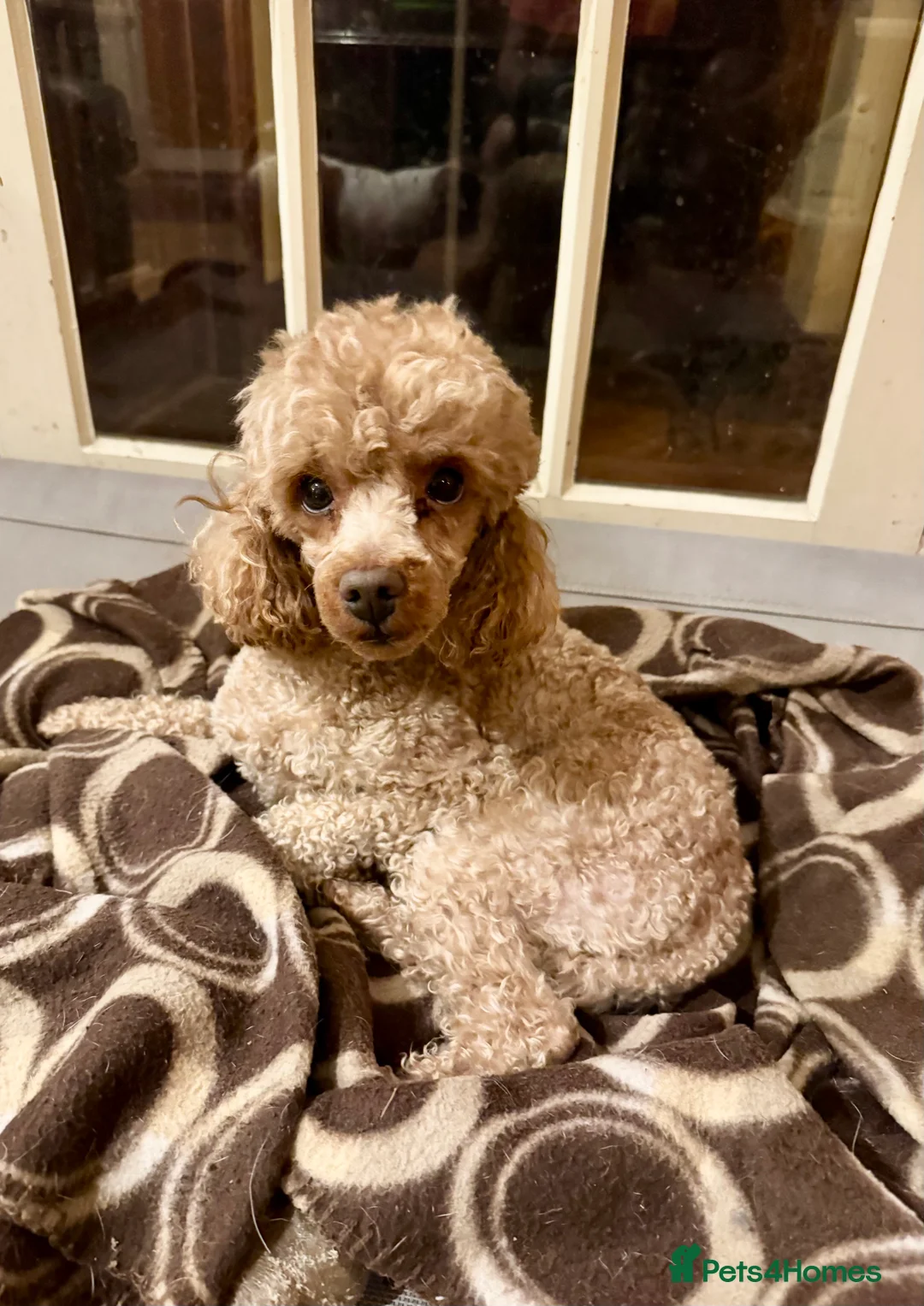 Toy Poodle dogs for stud: The ultimate Toy Poodle stud.. KC - Advert 5