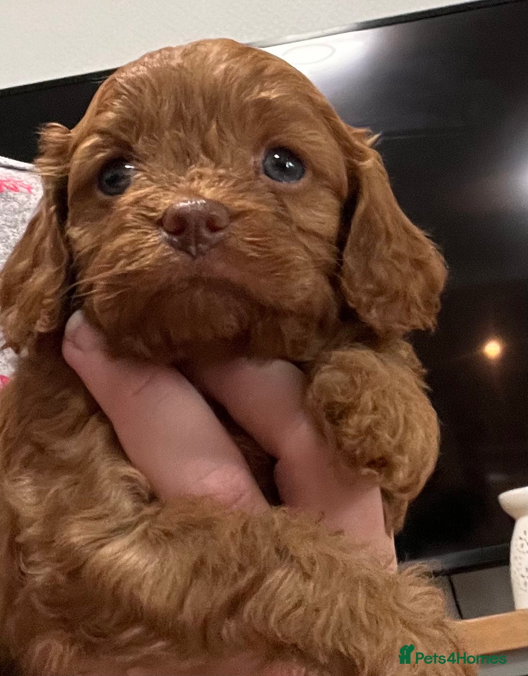 Cavapoo dogs for sale: Cavapoo crossed cavapoo f2 toy puppies - Image 3
