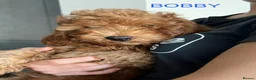 Cavapoo dogs for sale: Toy red teddy bear F1B Cavapoos by Asian toy dad in Chigwell - Advert 25
