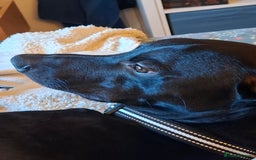 Lurcher dogs for stud: Adorable lurcher for stud - Image 9