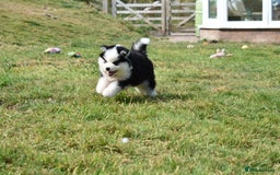 Pomsky dogs for sale: Genuine F4 Pomsky puppies (Health tested parents)  - Image 5