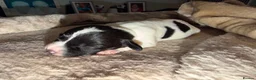 Mixed Breed dogs for sale: F1 cockerpoos in Bognor Regis - Advert 2