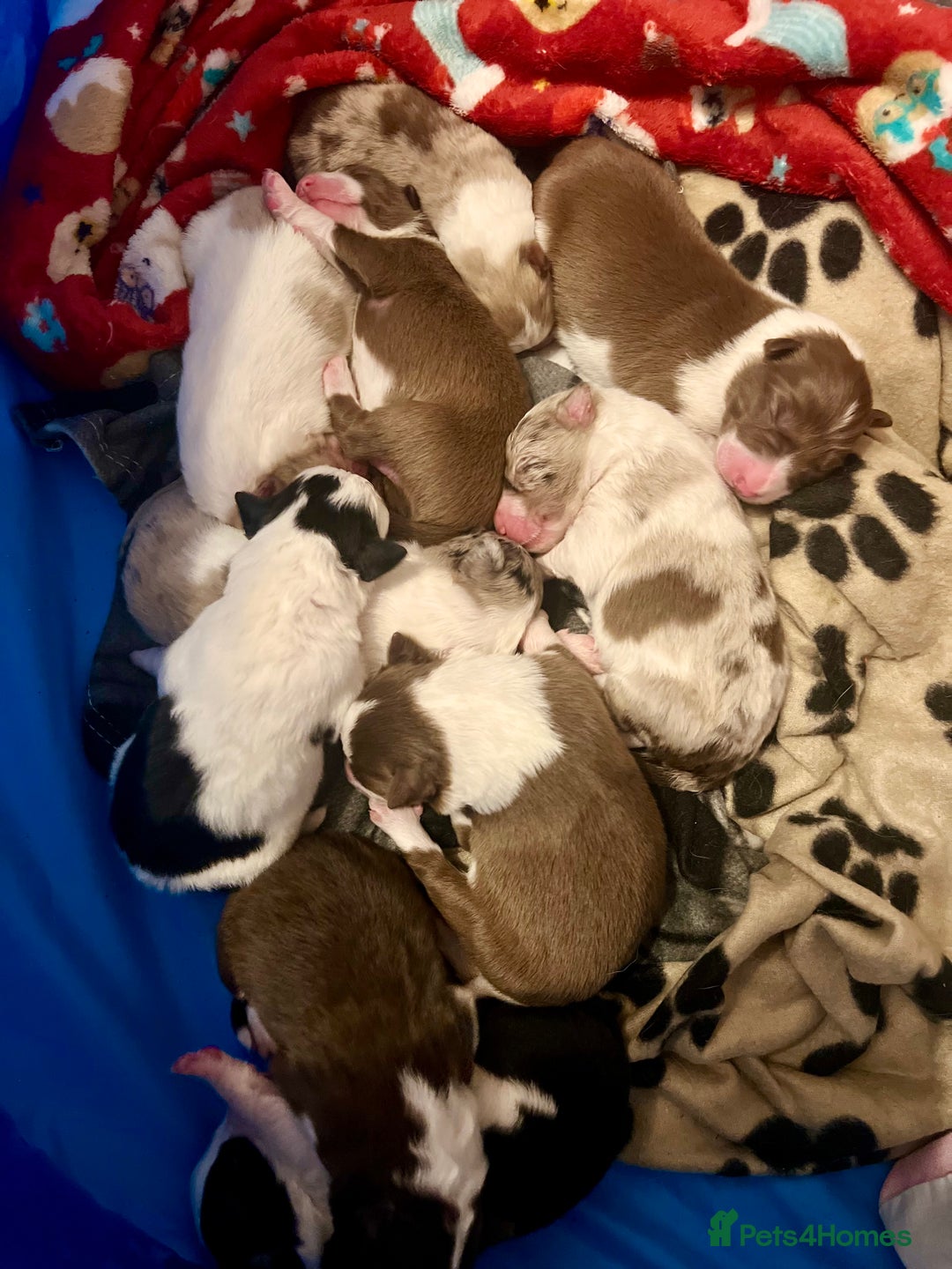 Border Collie dogs for sale: **🐾 Adorable Border Collie Puppies for Sale! 🐾** - Image 3