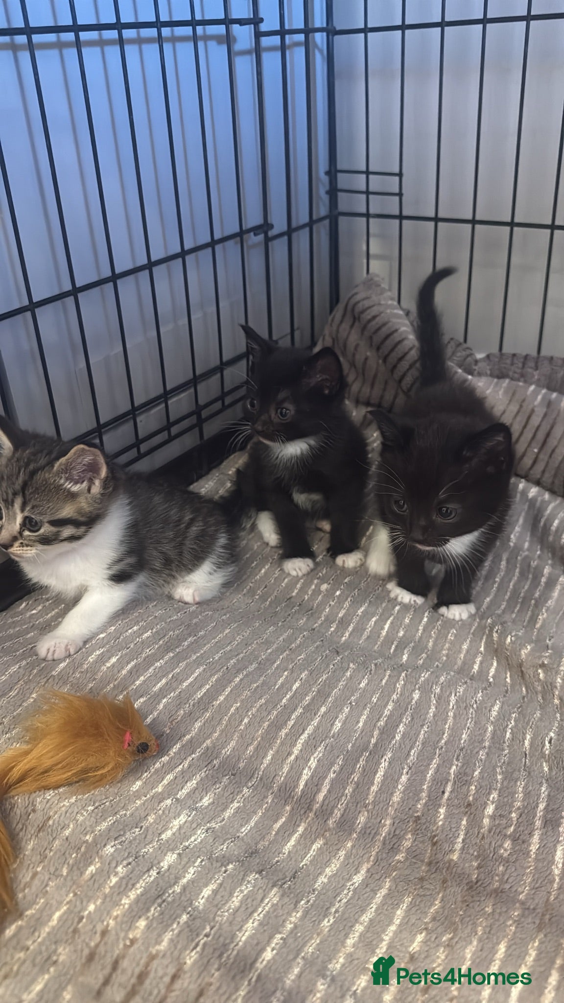 Mixed Breed cats 3 beautiful little kittens  - Advert 3