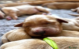 Golden Retriever dogs for sale: 🌟Gorgeous Golden Retriever Puppies🌟 - Image 7