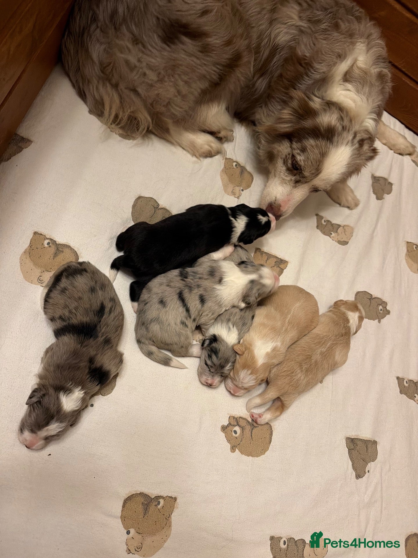 Border Collie dogs Beautiful Champion Line Puppies  - Advert 1