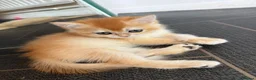 British Shorthair cats for sale: GCCF reg BSH Black Golden Kittens - Advert 5