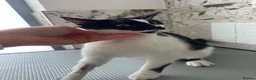 Mixed Breed cats for adoption: Milla for adoption in Kidlington - Advert 10