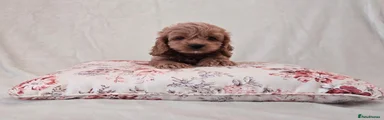 Cockapoo 5