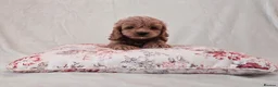 Cockapoo dogs for sale: Toy Teddy Bear Cockapoo Puppies - Advert 9