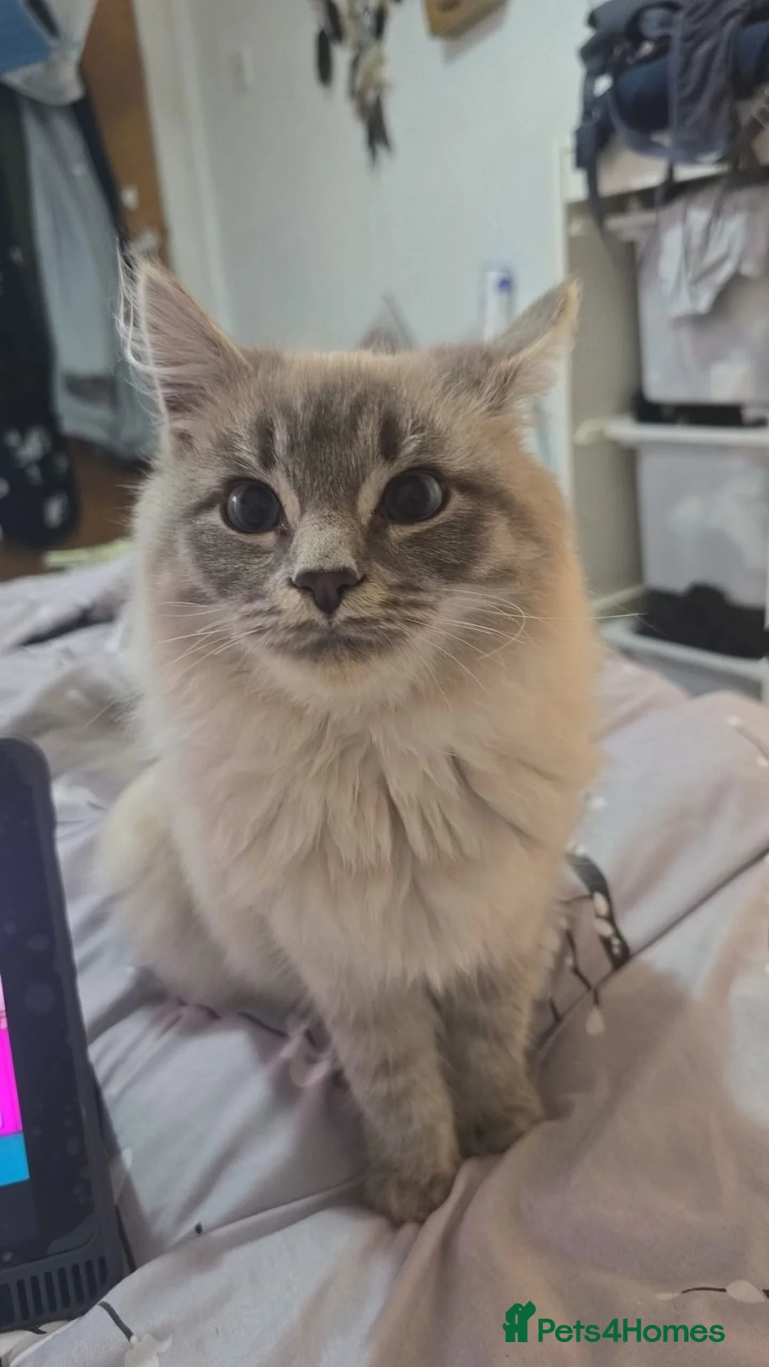 Mixed Breed cats for sale: Urgent Rehoming  - Advert 2