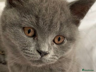 British Shorthair cats British Shorthair Blue Kittens 💛 Raised with Love - Advert 5