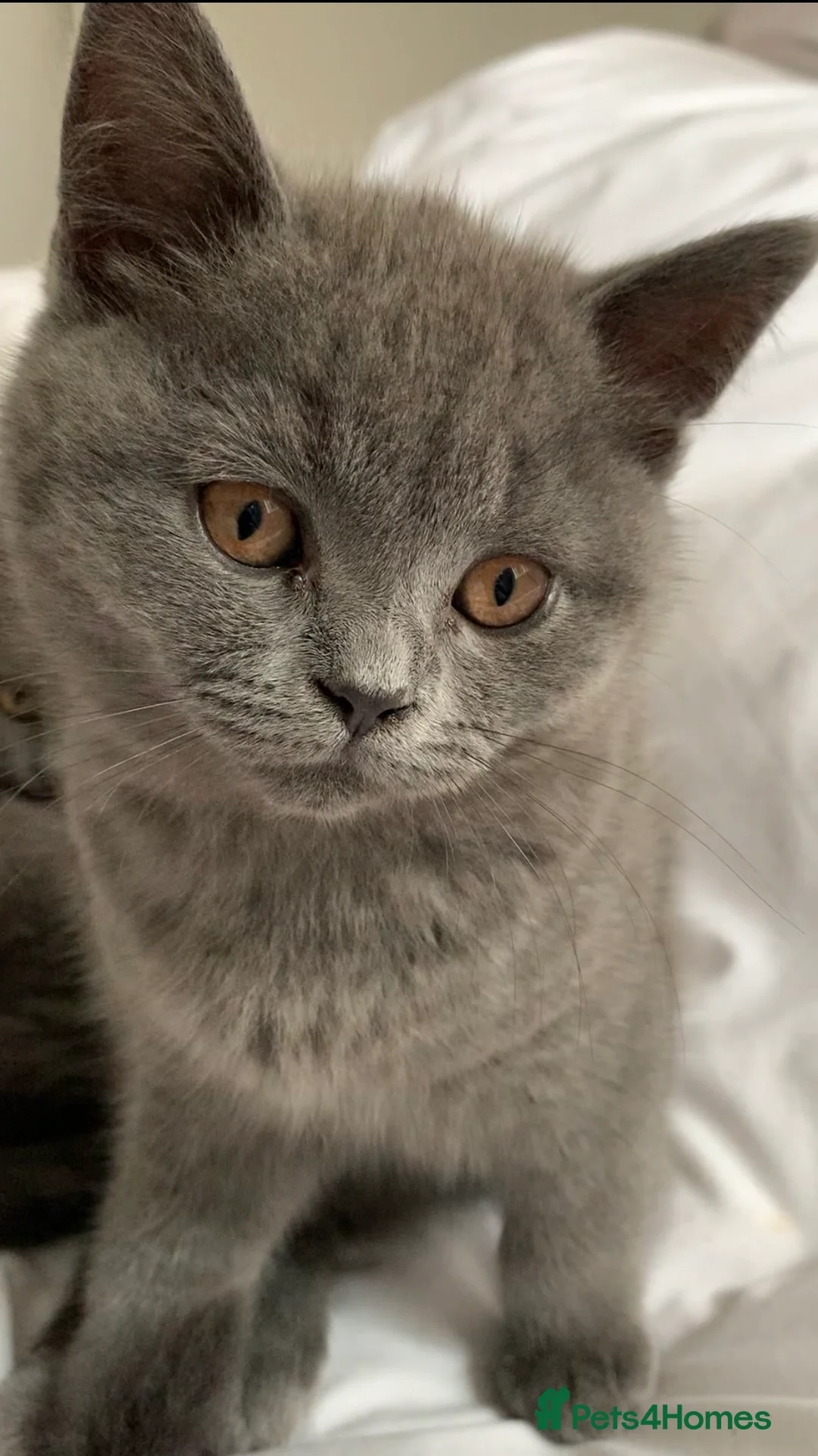 British Shorthair cats for sale: British Shorthair Blue Kittens 💛 Raised with Love - Advert 4