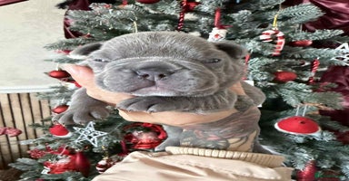 French Bulldog dogs French bulldog puppies  - Advert 10