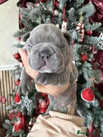 French Bulldog dogs French bulldog puppies - Advert 12