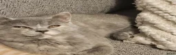 British Shorthair cats for sale: Stunning girl - Advert 6