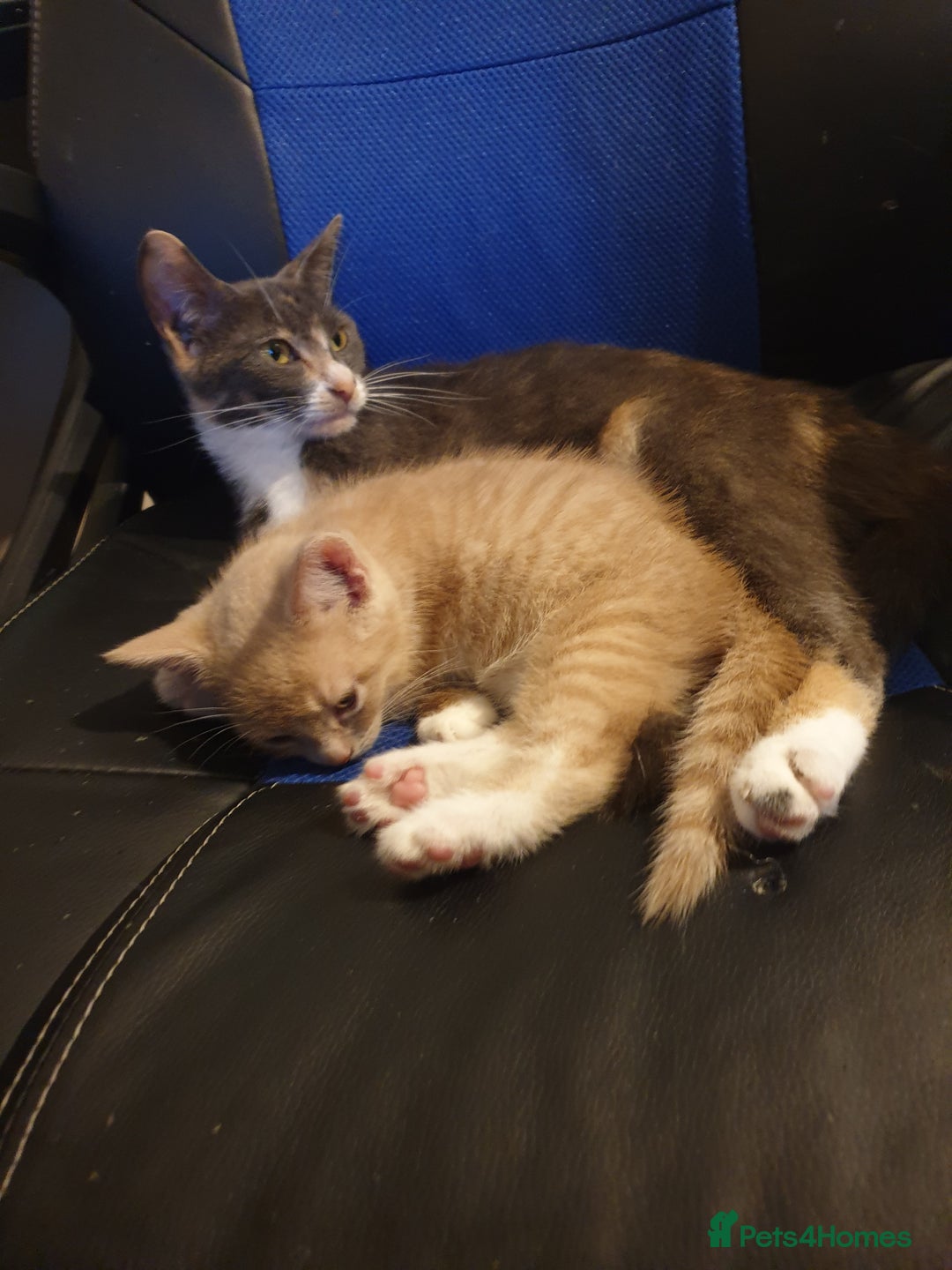 Domestic Shorthair cats for sale: 2 gorgeous ginger boys - Advert 11