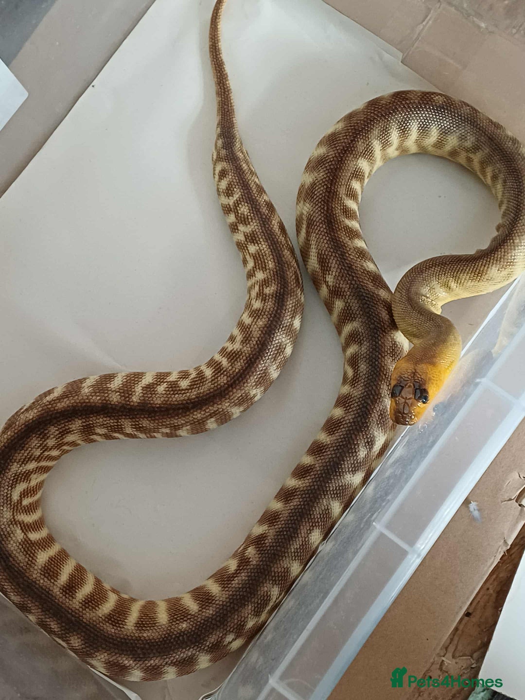 Python Snake reptiles for sale: 2023 FEMALE WORMA PYTHON FOR SALE  - Image 3