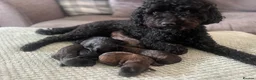 Cavapoo dogs for sale: Cavapoo puppies  in Melton Mowbray - Advert 7