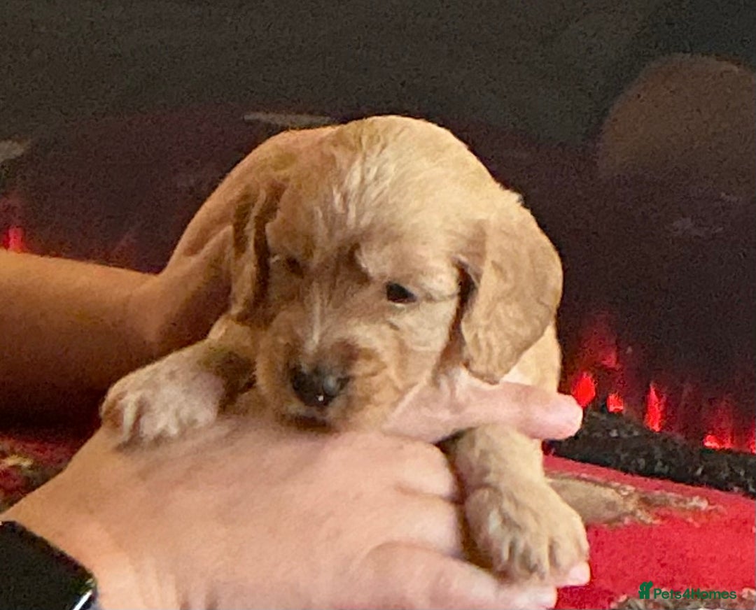 Cockapoo dogs for sale: Boys cockerpoo puppies - Advert 13