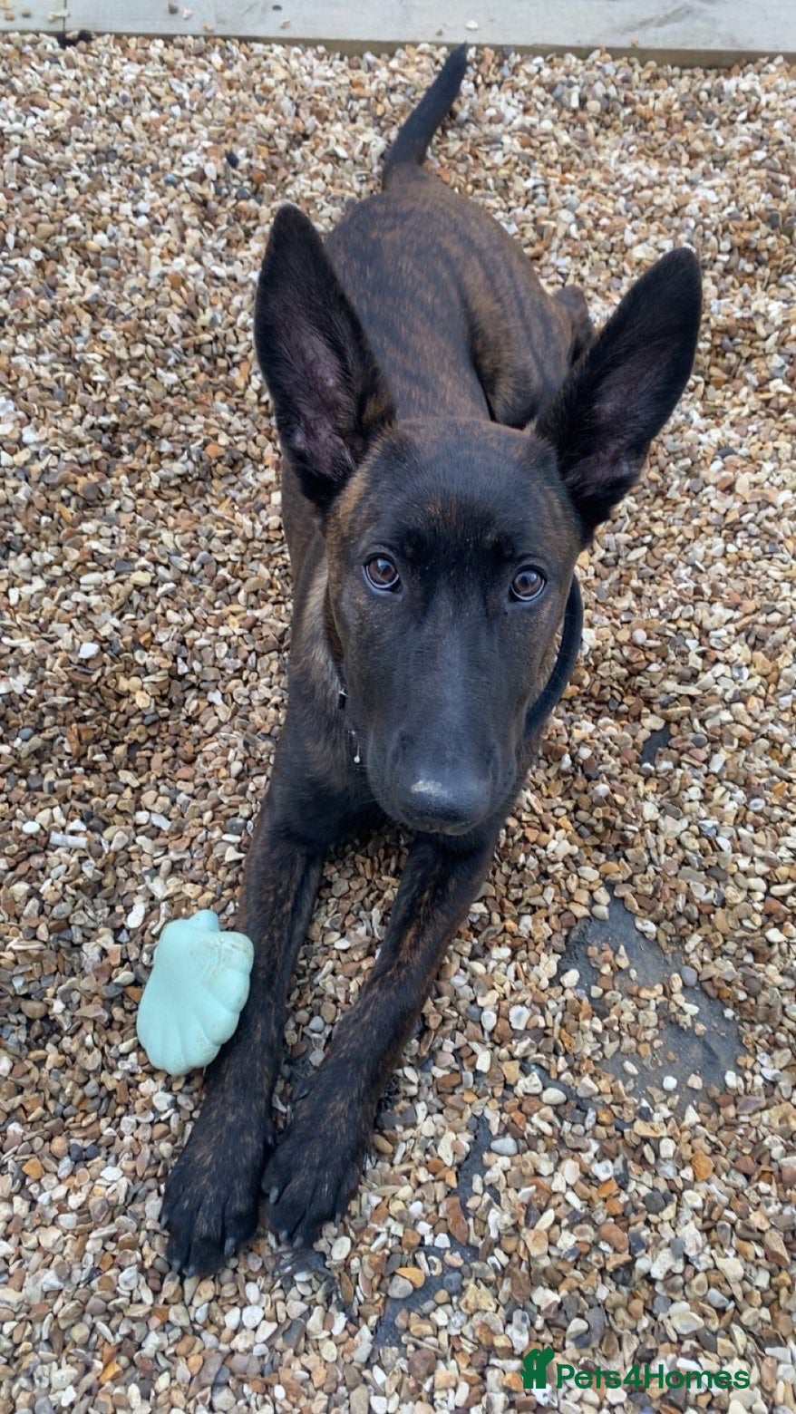 Mixed Breed dogs Belgain Malinois x Dutch herder  - Advert 2