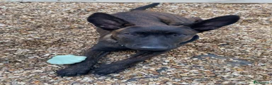 Belgian Shepherd Dog 1