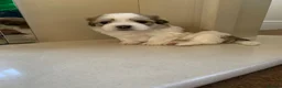 Malshi dogs for sale: Malshi puppies  - Advert 14