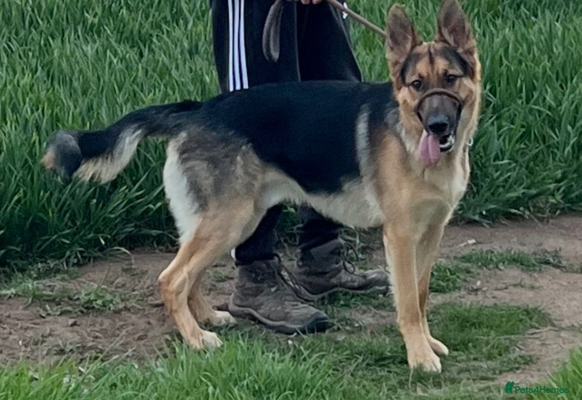 German Shepherd dogs for sale: German Shepherd - Jango  - Advert 2