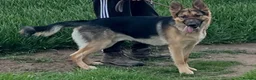 German Shepherd dogs for sale: German Shepherd - Jango  - Advert 2