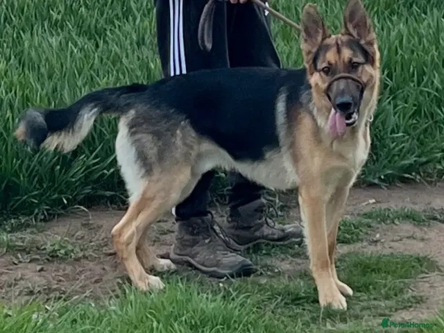 German Shepherd dogs for sale: German Shepherd - Jango - Advert 2
