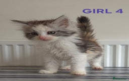 Ragcoon cats for sale: Stunning ragcoons - Image 6
