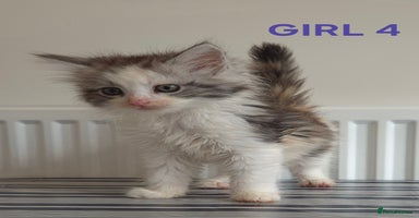 Ragcoon cats - Advert 9