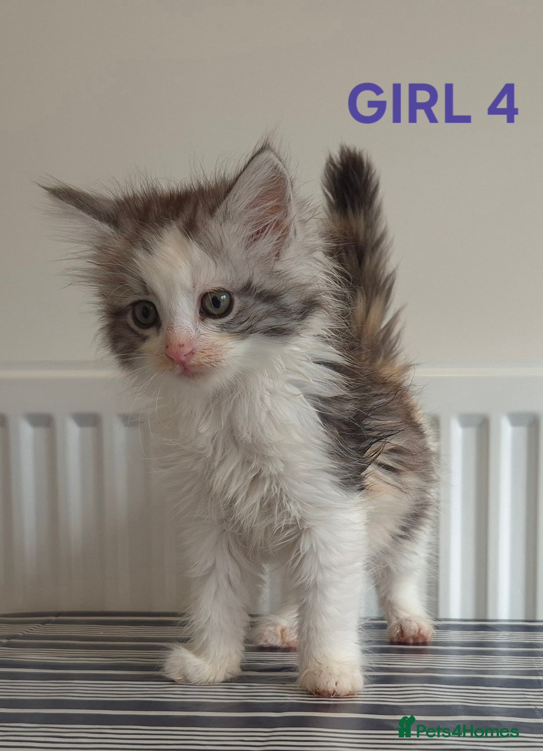 Ragcoon cats for sale: Stunning ragcoons - Image 6
