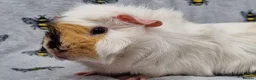 Guinea Pig rodents for sale: Bonded pair of Boars  - Advert 4