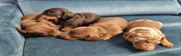 Miniature Dachshund dogs for sale: Mini dachshund short hair  stunning 4 puppies - Advert 3