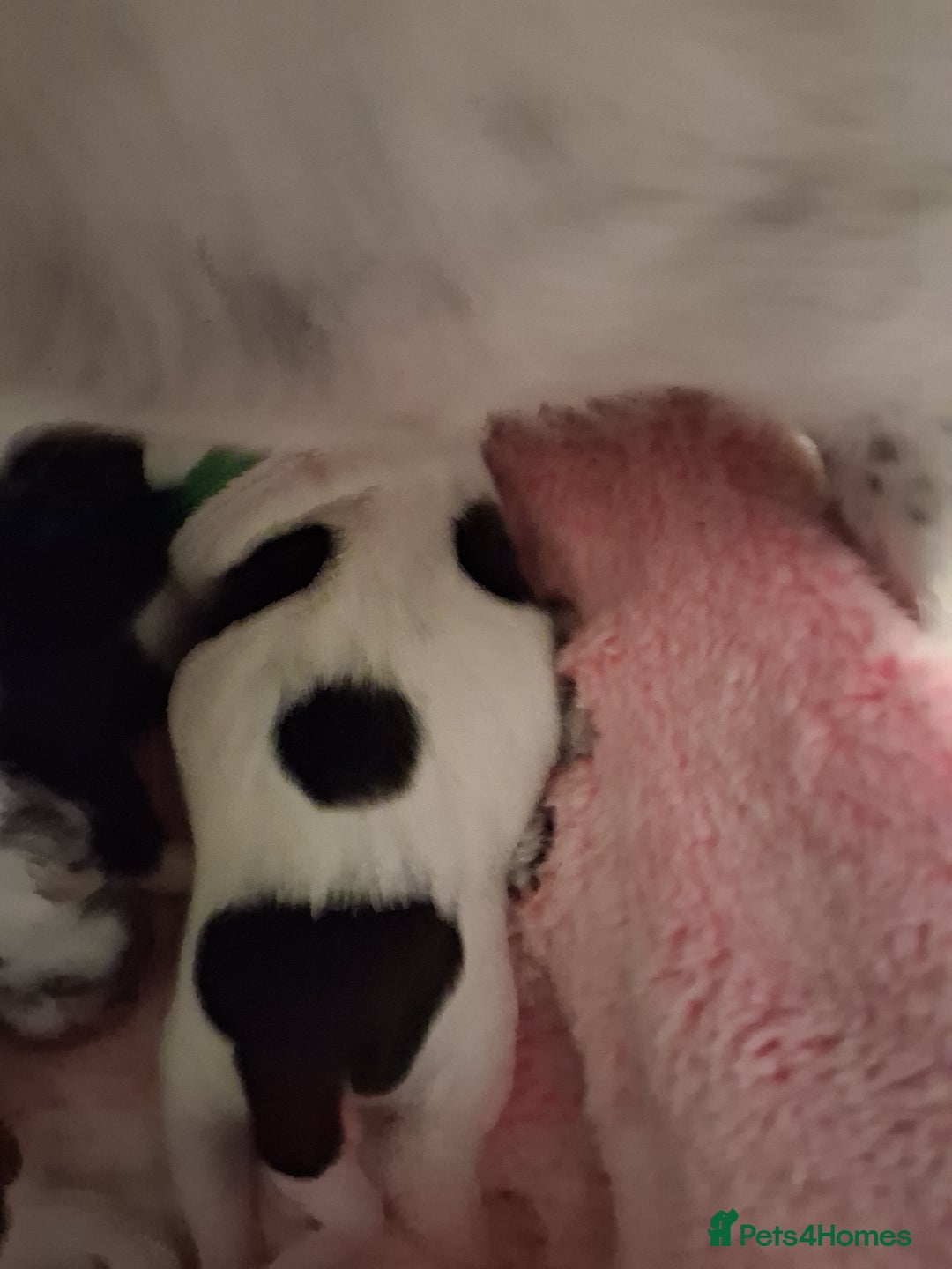 Mixed Breed dogs for sale: Jack Russell cross dachshund puppies  - Image 7