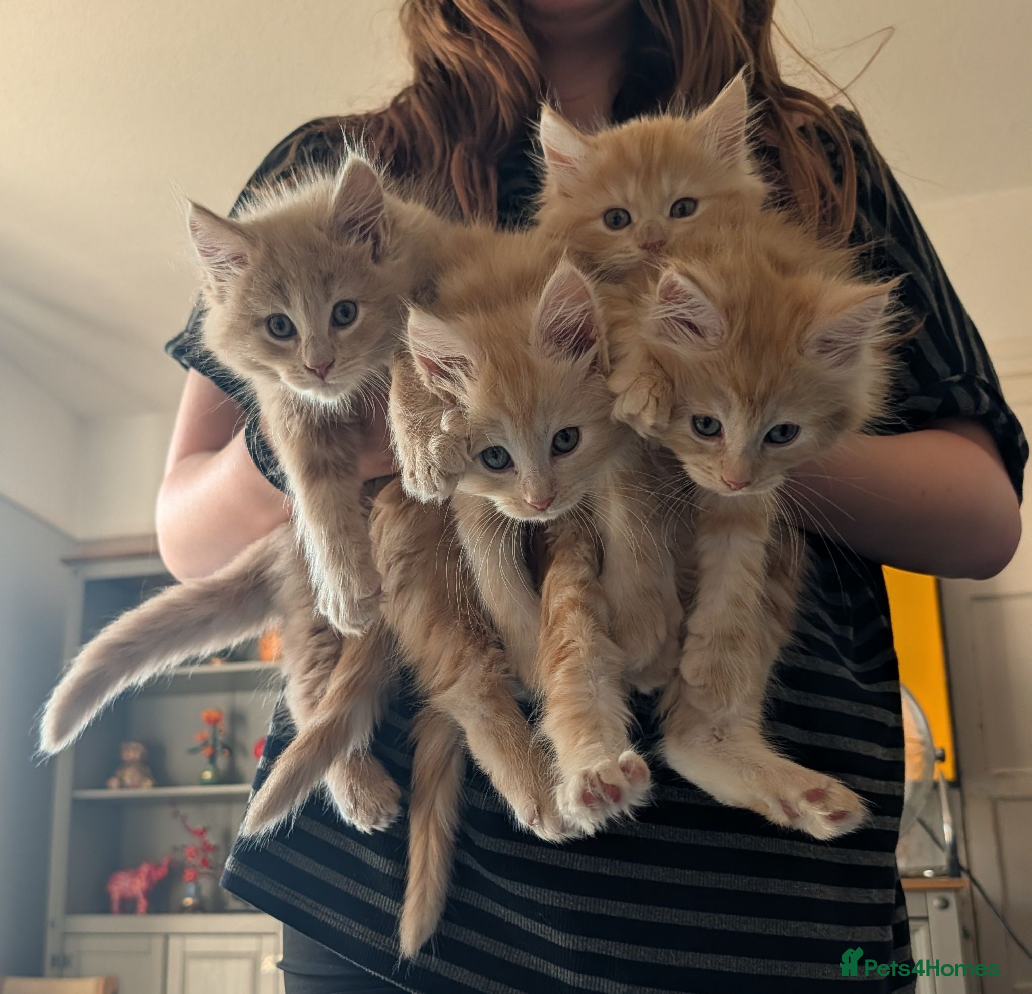 Maine Coon cats Maine Coon Kittens  - Advert 17