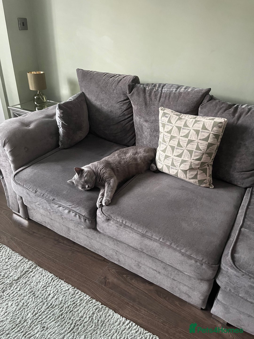 British Shorthair cats for sale: British Shorthair Boy - Advert 3