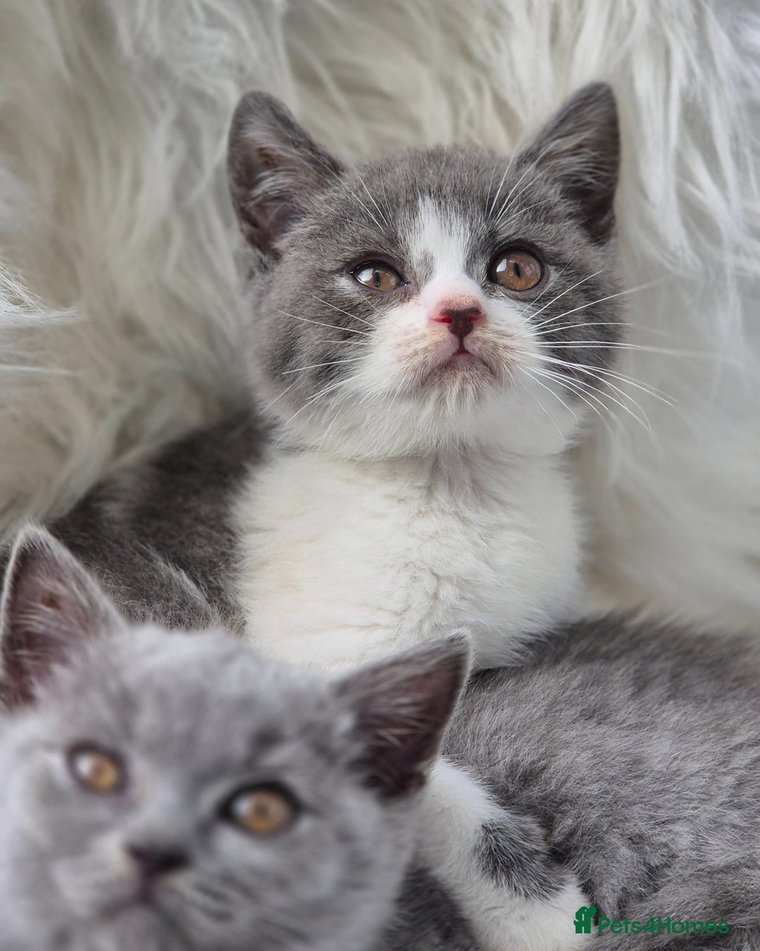 British Shorthair cats for sale: Absolute darling BSH kits GCCF Reg Fantastic type - Image 24