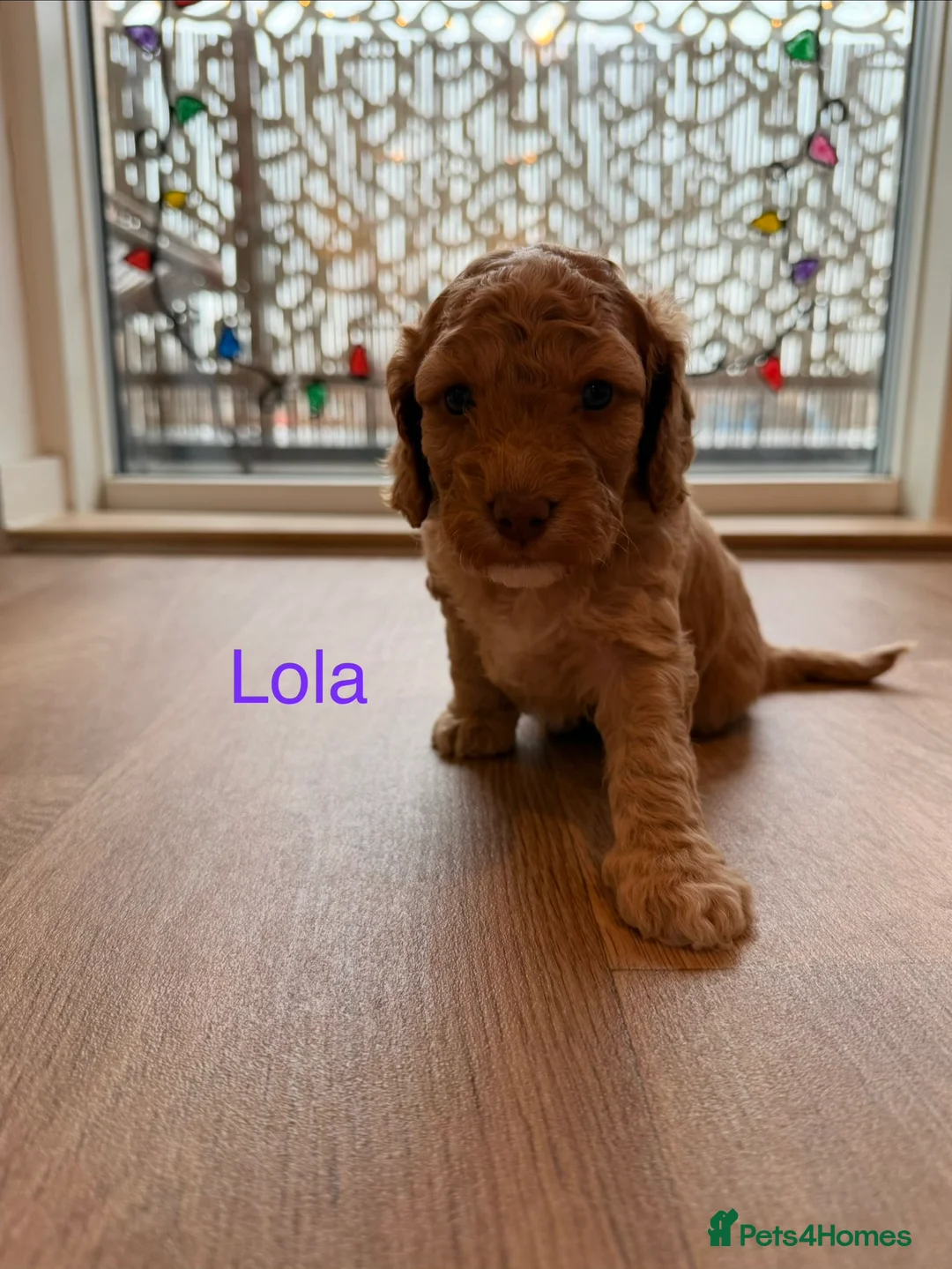 Cockapoo dogs for sale: ✨🐶 Gorgeous cockapoo puppies🐶✨ - Advert 4