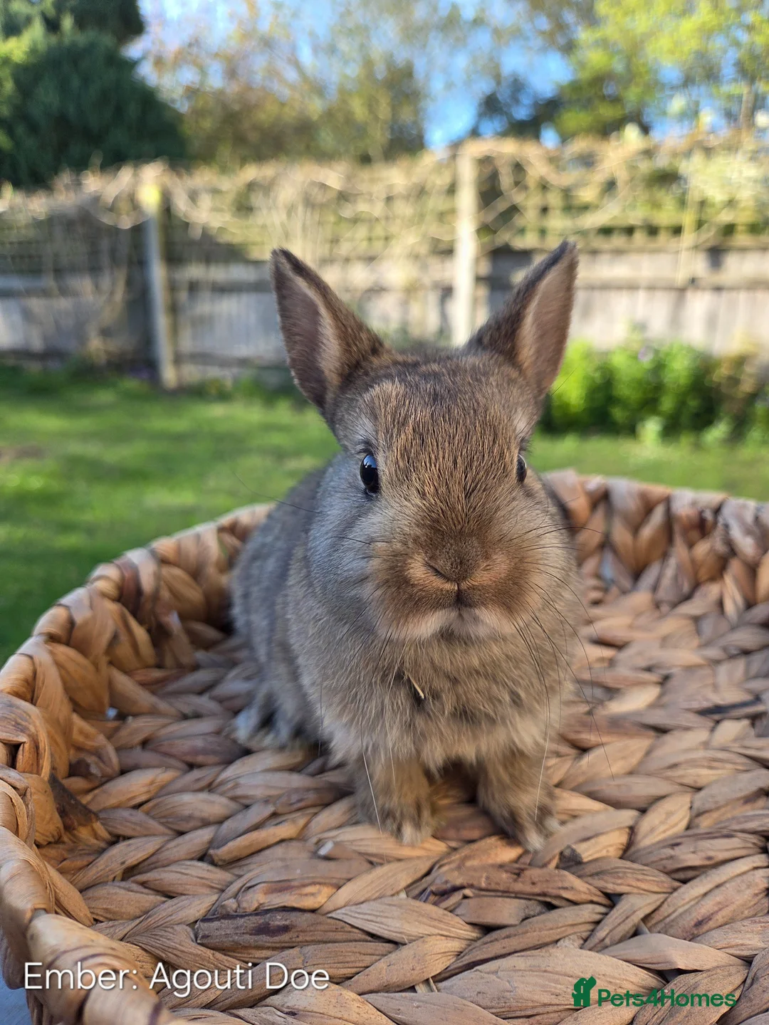 Netherland Dwarf rabbits for sale: Purebred Netherland Dwarf - Advert 2