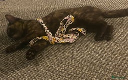 American Shorthair cats for sale: Cats and kitten for sale - Image 8