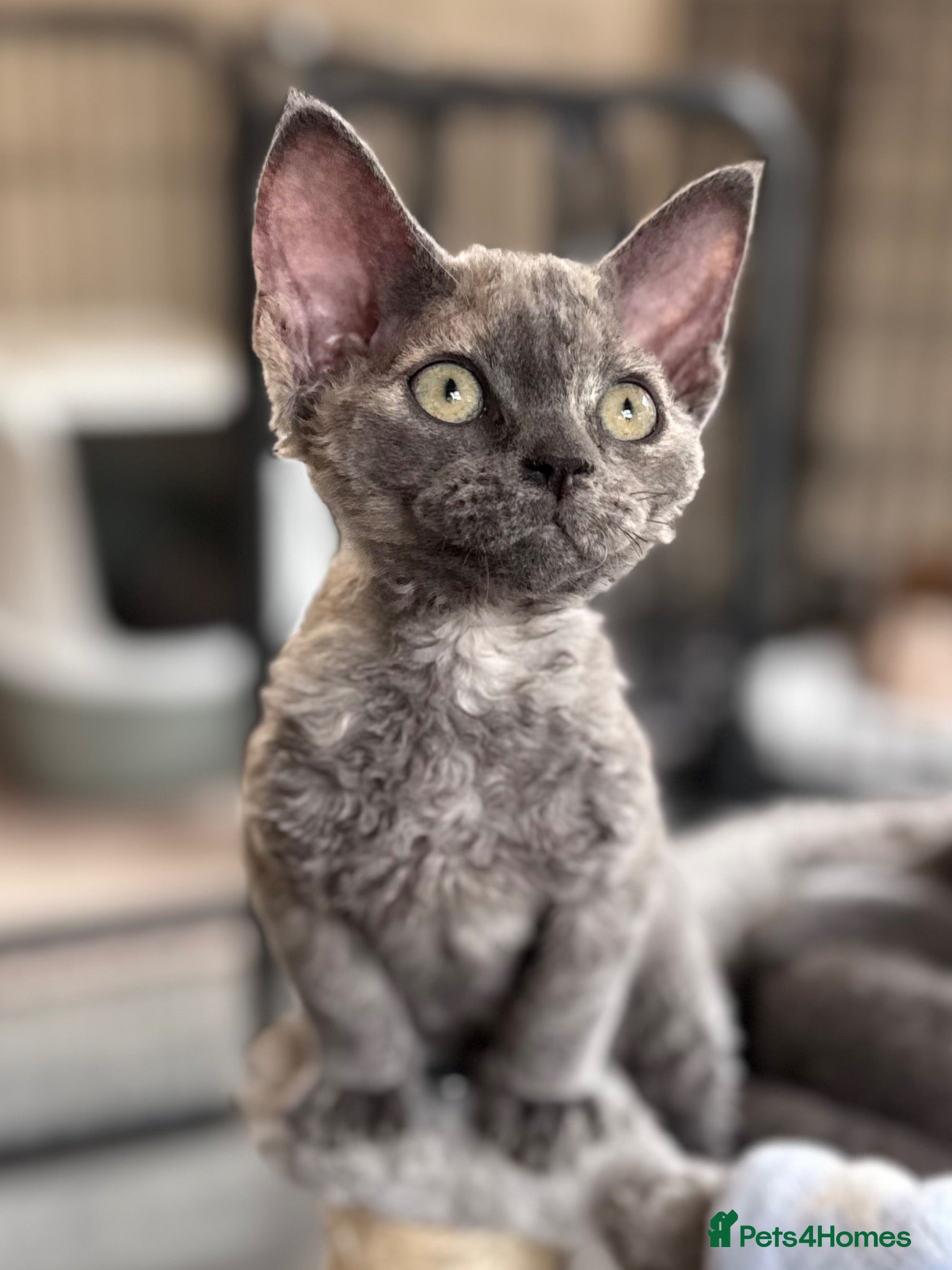 Devon Rex cats Fantastic Pedigree Devon Rex - Advert 15