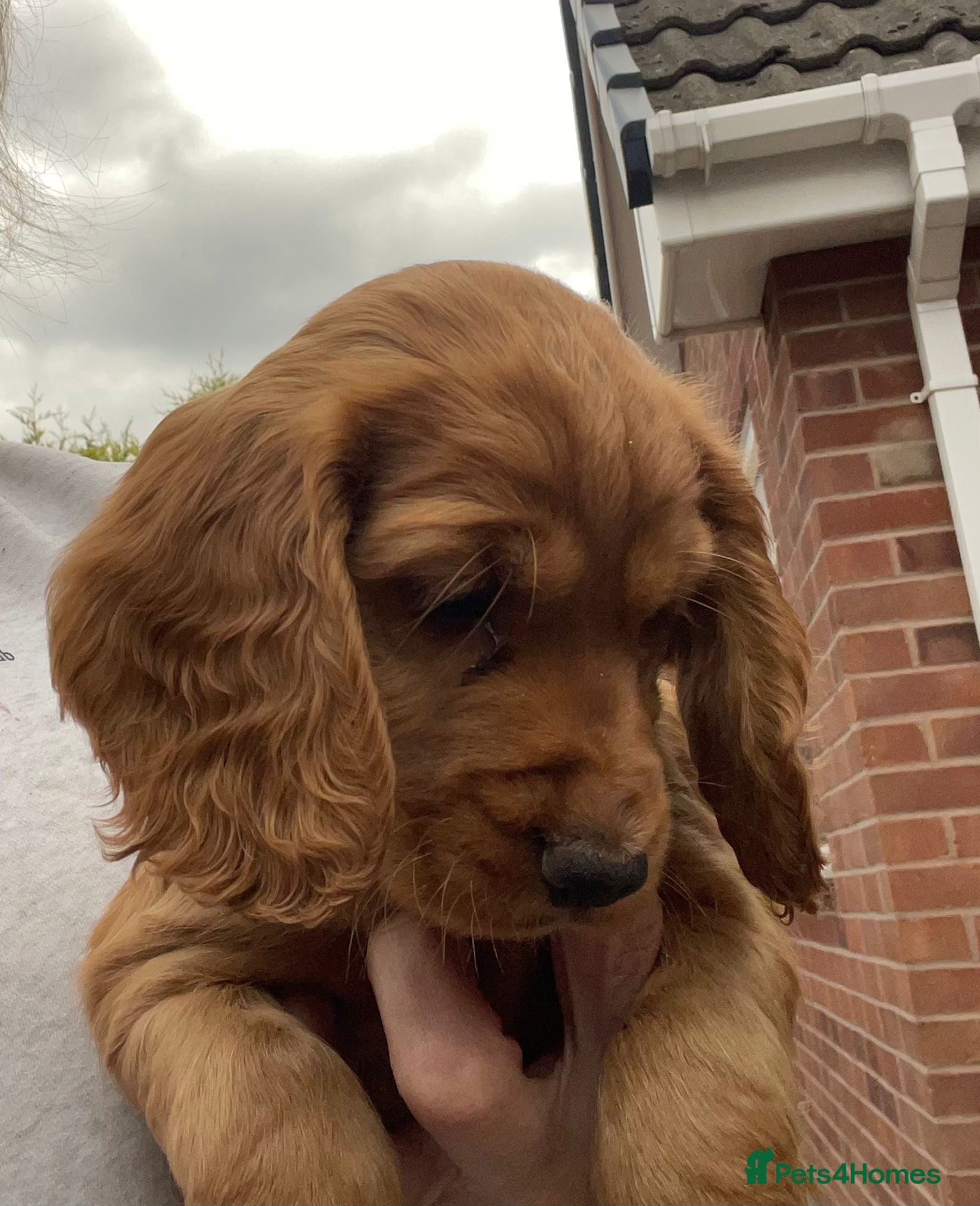 Cocker Spaniel dogs Terrific Cocker spaniels  - Advert 1